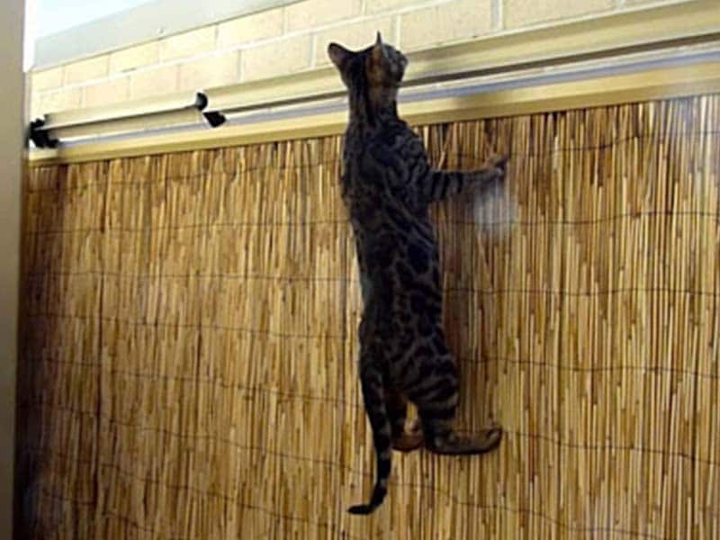 Como Evitar Que Mi Gato Se Escape Del Patio